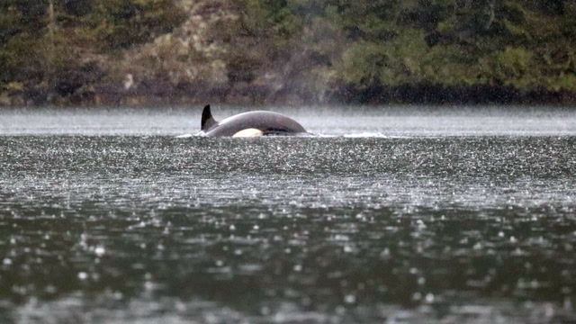 Rescuers using AI to rescue stranded orca calf