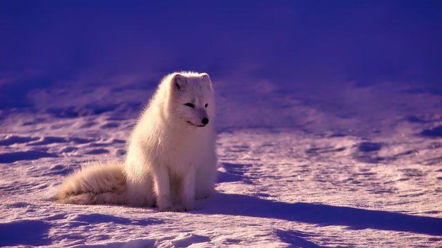 Norway gives Arctic foxes a helping hand amid climate woes