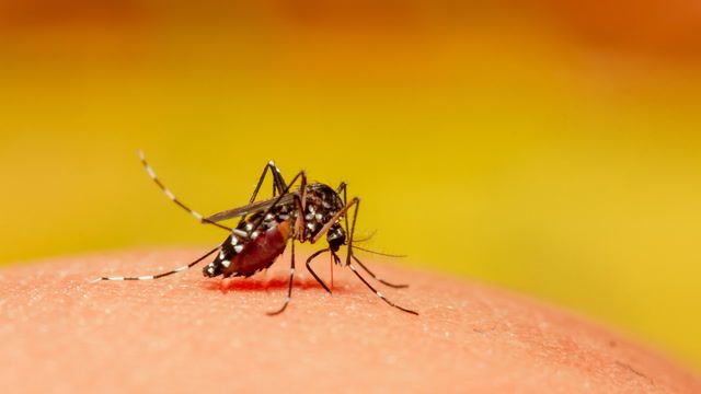 Indonesia: Dengue Fever cases triple amid warming climate
